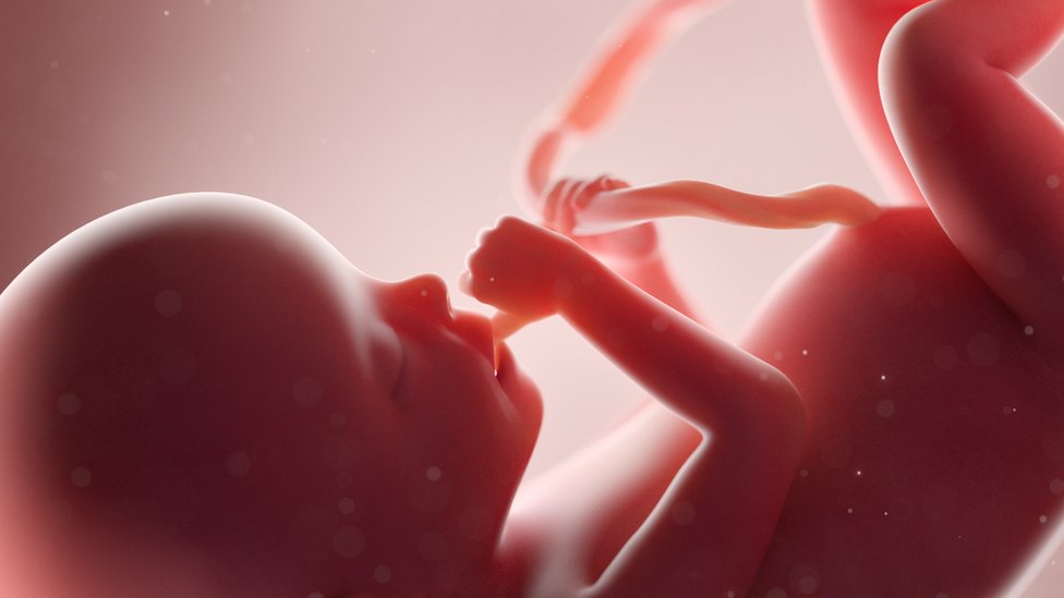 Un feto en el útero