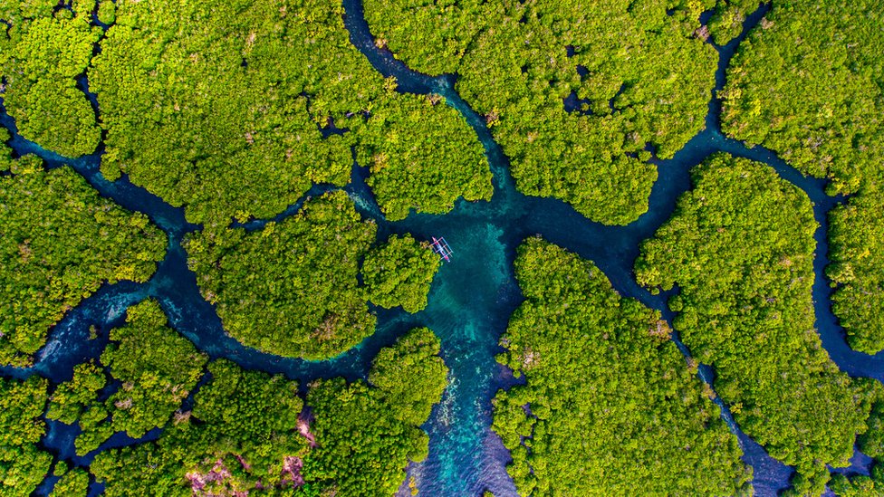 An aerial view of a mangrove forest with various river tributaries