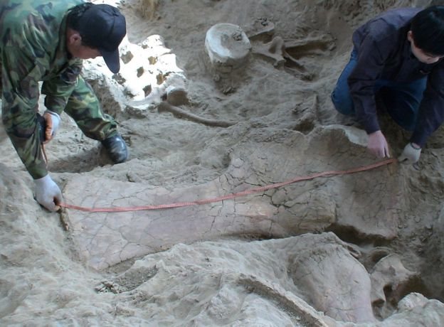Técnicos extrayendo de la tierra los huesos de Lingwulong