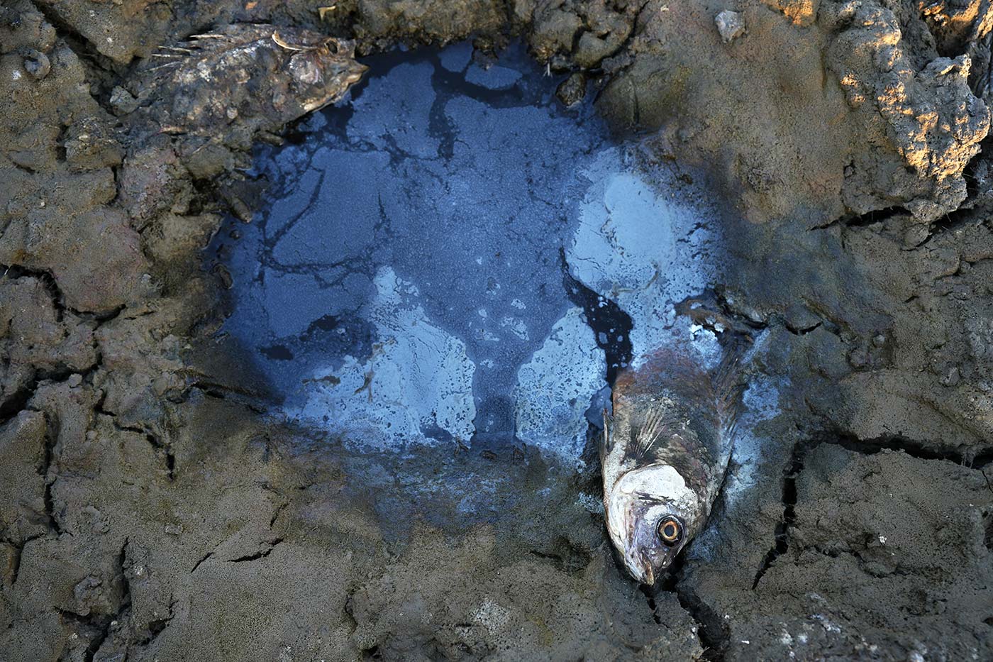 A dead fish lies on the cracking earth of a dry marsh in Chibayish in Iraq's southern Dhi Qar province on July 5, 2023