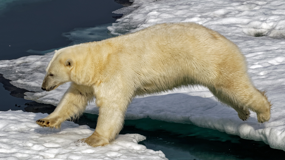 Белый медведь пробирается по льду