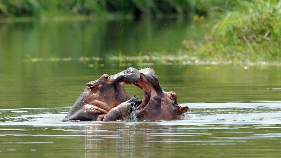 Hipopótamos en el parque temático de la Hacienda Nápoles