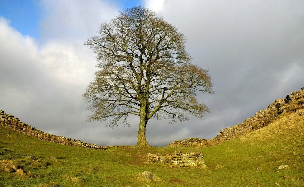 Sycamore gap tree on Hadrian's Wall in winter