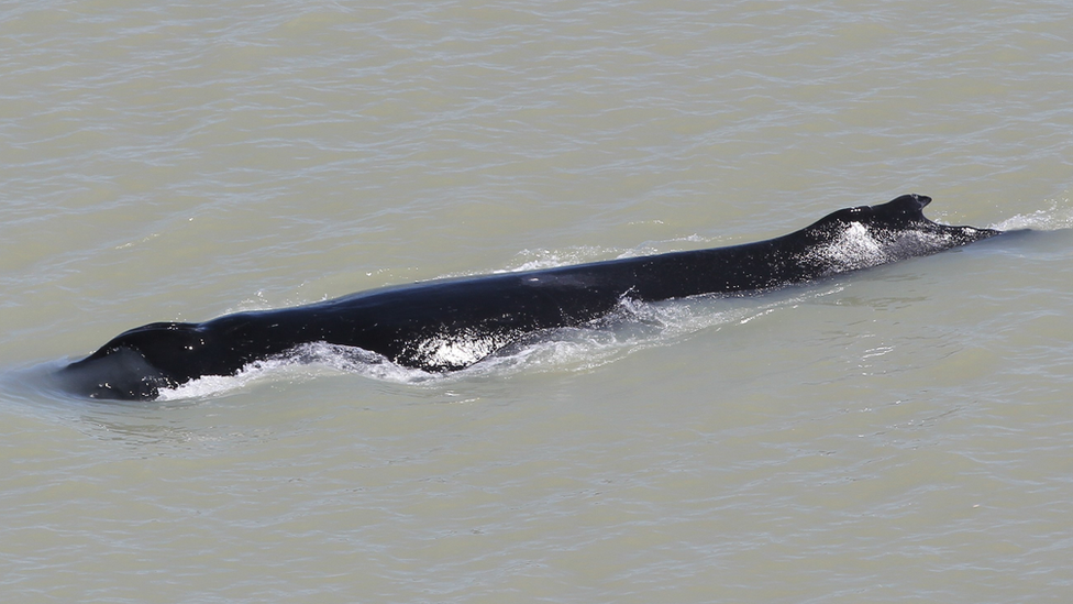 Горбатый кит был найден в реке Восточный Аллигатор в национальном парке Какаду.