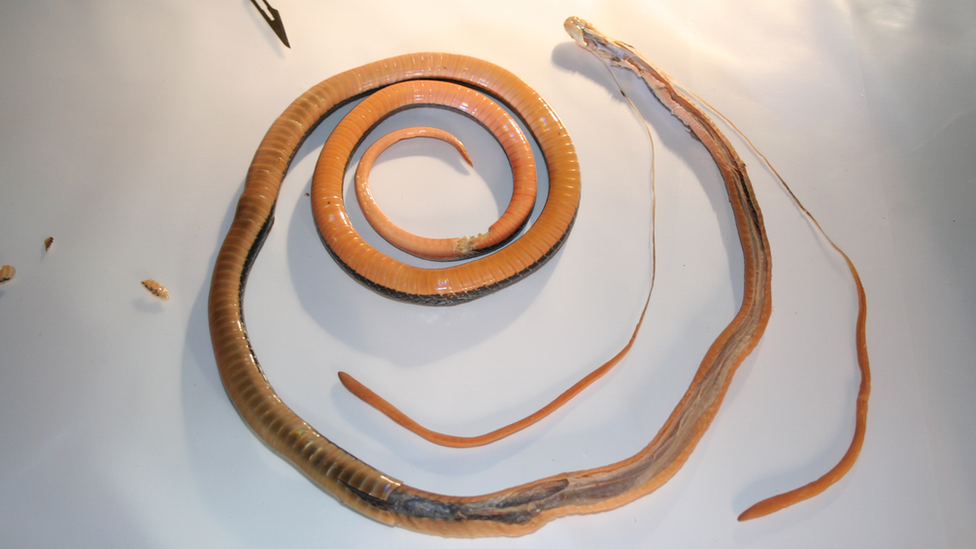 Сохранившаяся голубая коралловая змея с длинными рукавами в музее Сингапура
