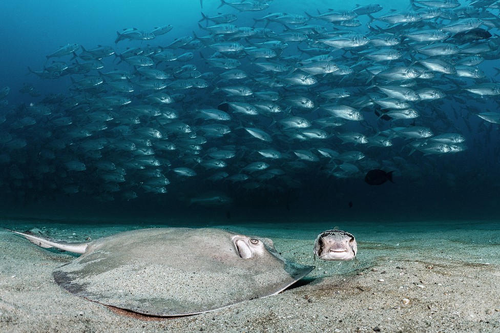 Una especie de raya (Hypanus dipterurus) y un pez erizo buscan alimento en la arena frente a cientos de peces Caranx latus en Cabo Pulmo, en México