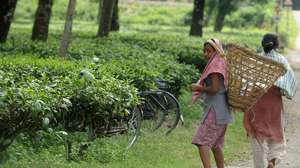 Чайные работницы Индии