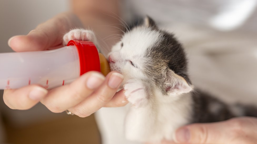 A newborn orphaned kitten is bottle-fed in a US shelter