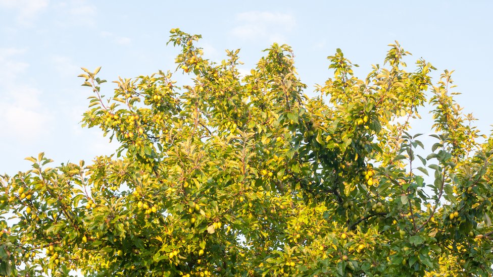 En el Cretácico tardío aparecieron las plantas con flores y, con ellas, llegaron los frutos. Árbol frutal