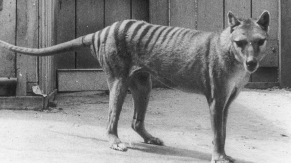 Una fotografía antigua en blanco y negro con el último tigre de Tasmania.