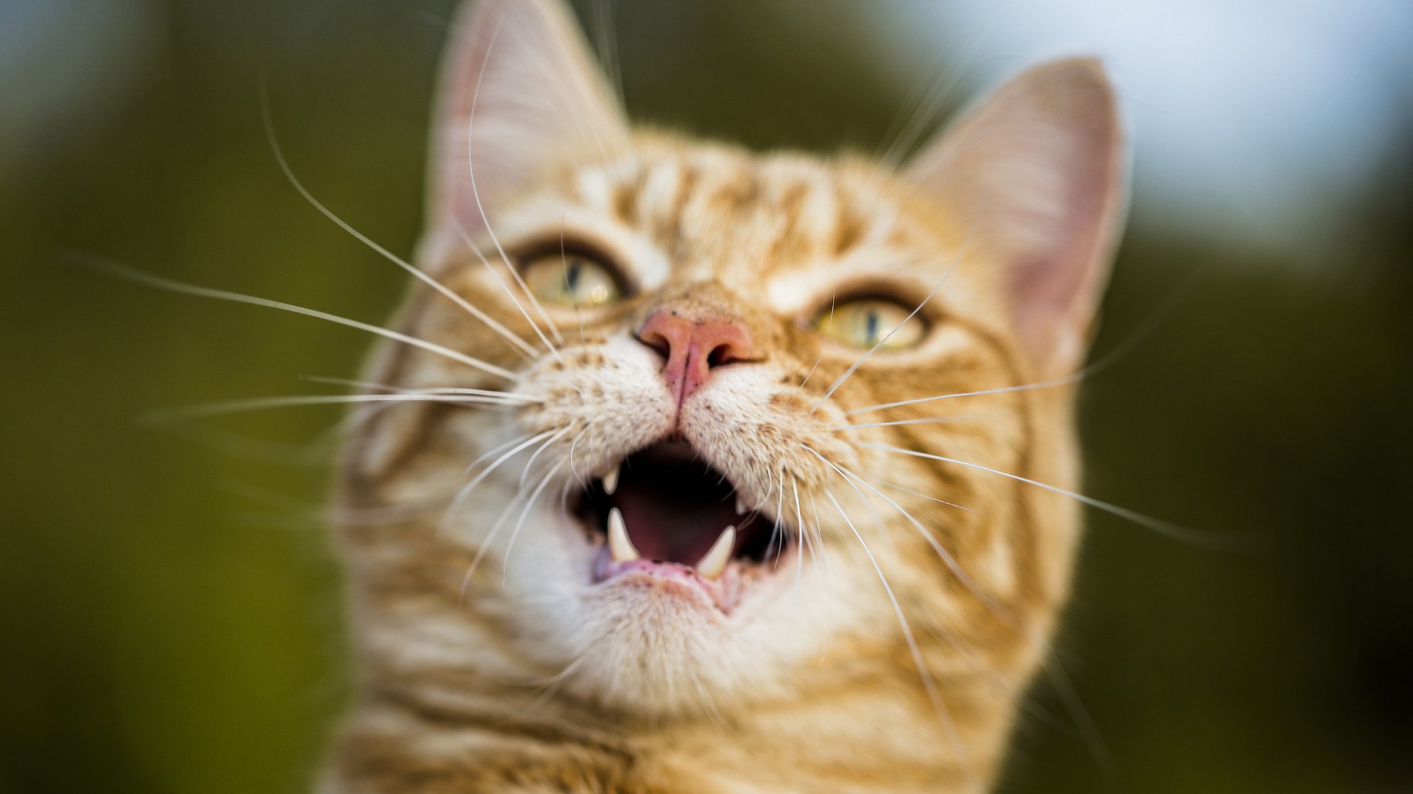 Cats have 276 facial expressions. Why?