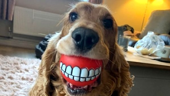 can dogs get false teeth