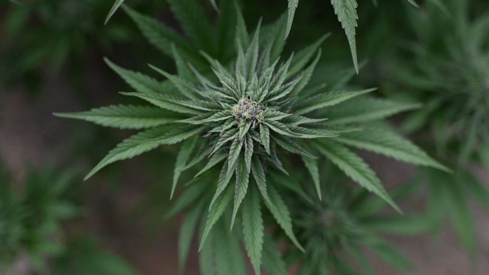 A cannabis plant