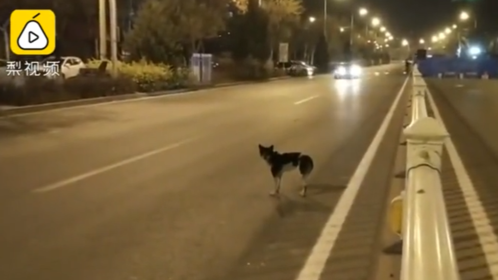 El perro en la carretera
