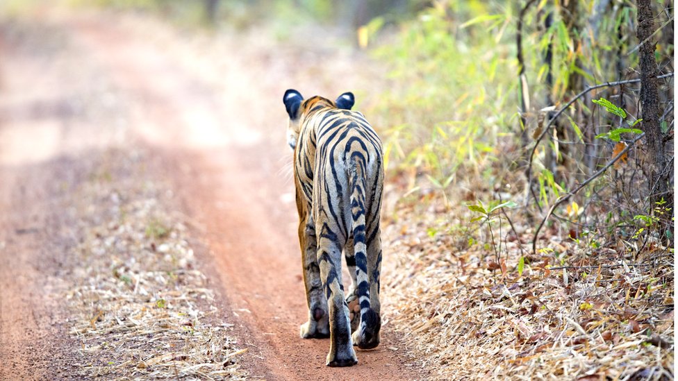Réserve de tigres de Tadoba Andhari, Parc national de Tadoba