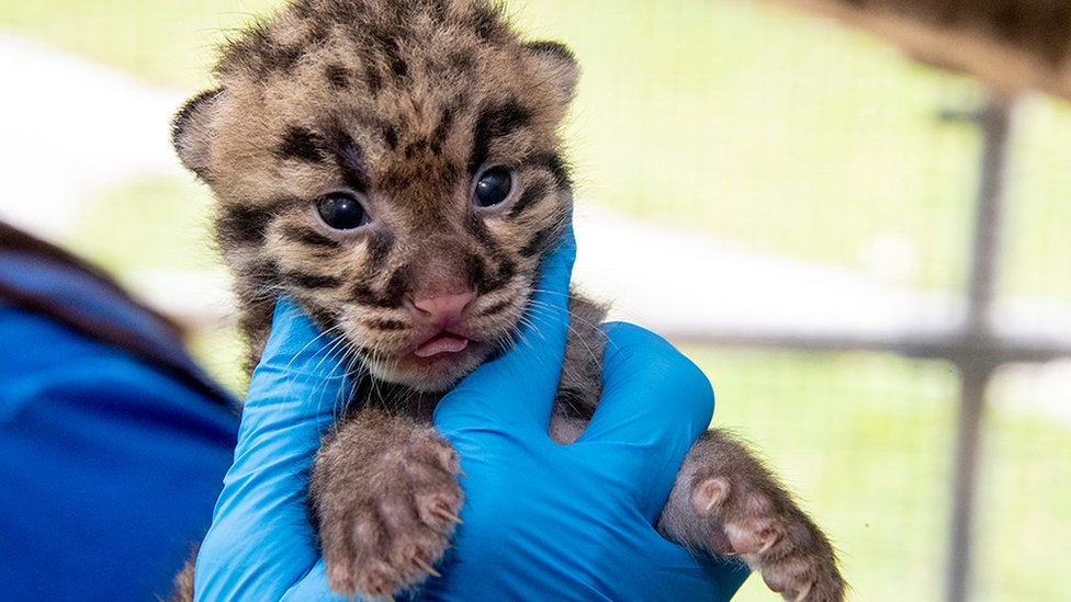 Один из двух новорожденных котят дымчатого леопарда, которых держит на руках смотритель зоопарка