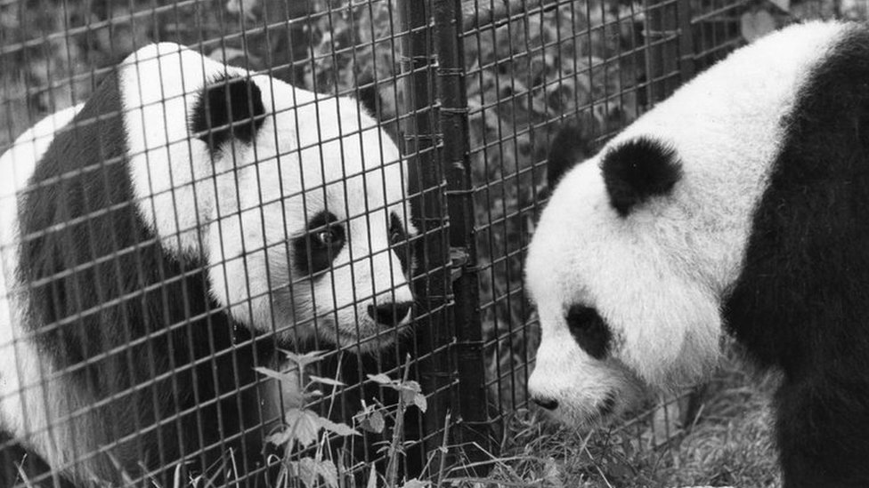 El oso panda Chia Chia (i) tuvo que encontrar otro vuelo a Washington para poder tener su cita con Ching Ching. Chia Chia (i) en el zoo de Londres con su compañera Ching Ching.
