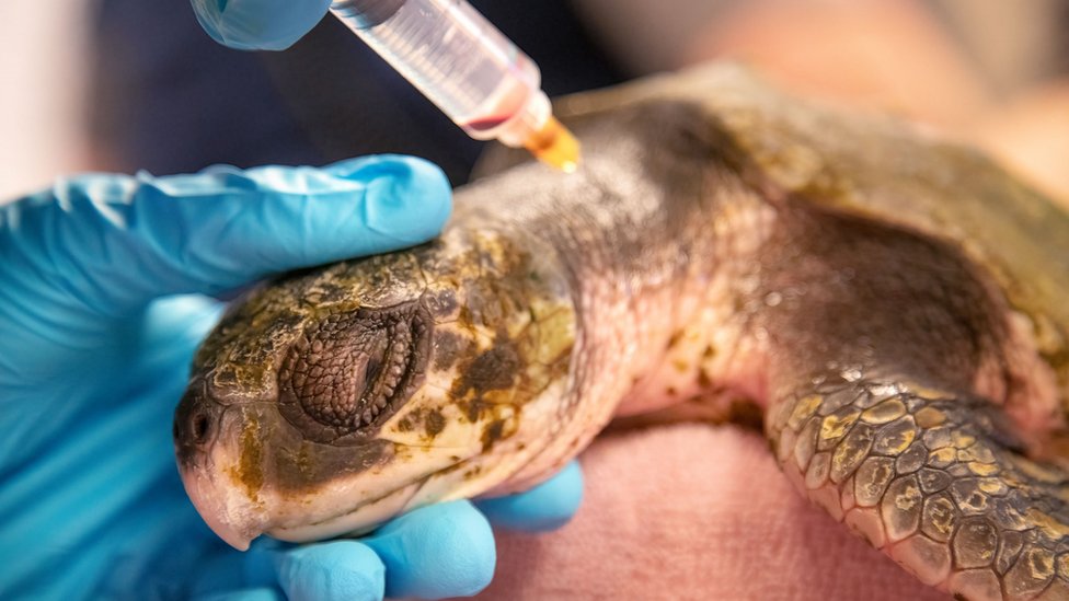 Sea turtle being treated at the New England Aquarium