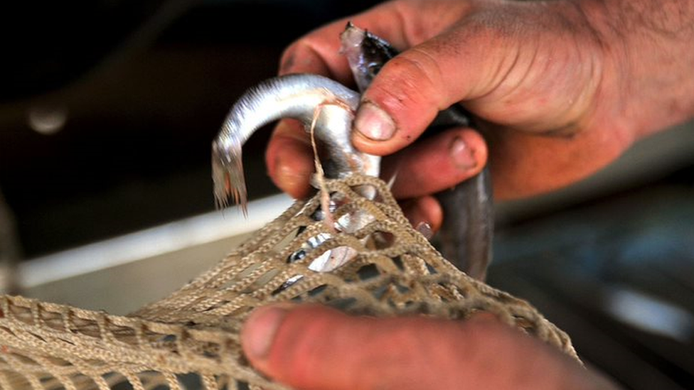 A fisherman untangles small fish caught in a net