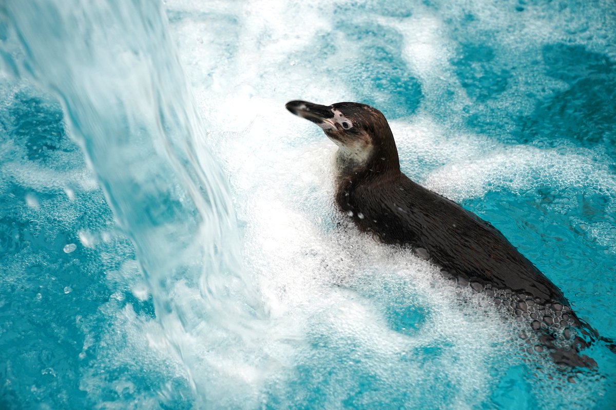 pingvini beograd pingvinarijum
