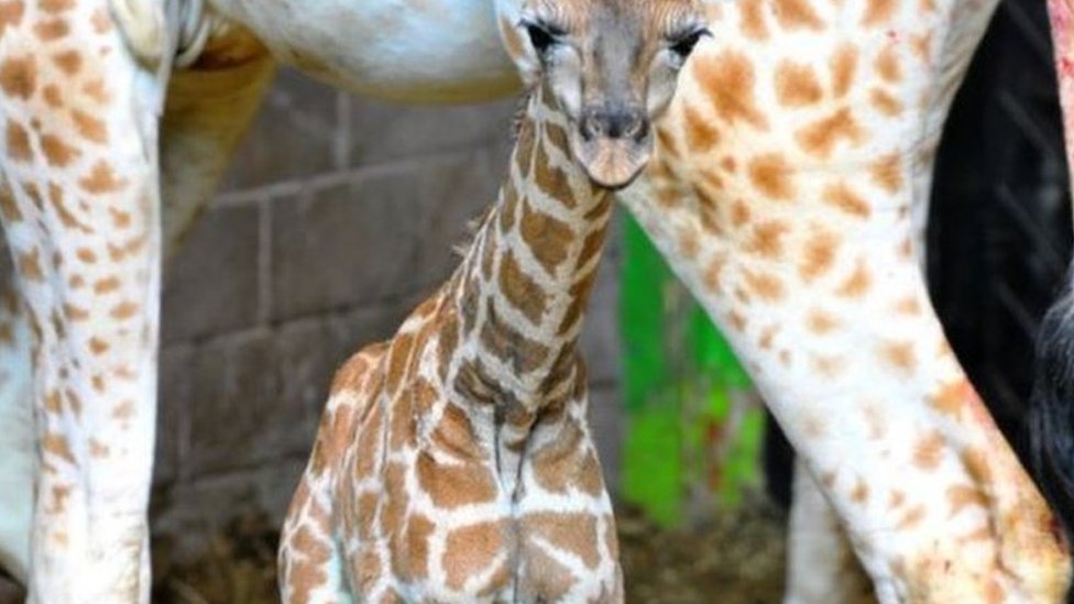 Маленький жираф Ротшильда по имени Баллиронан родился в зоопарке во время изоляции