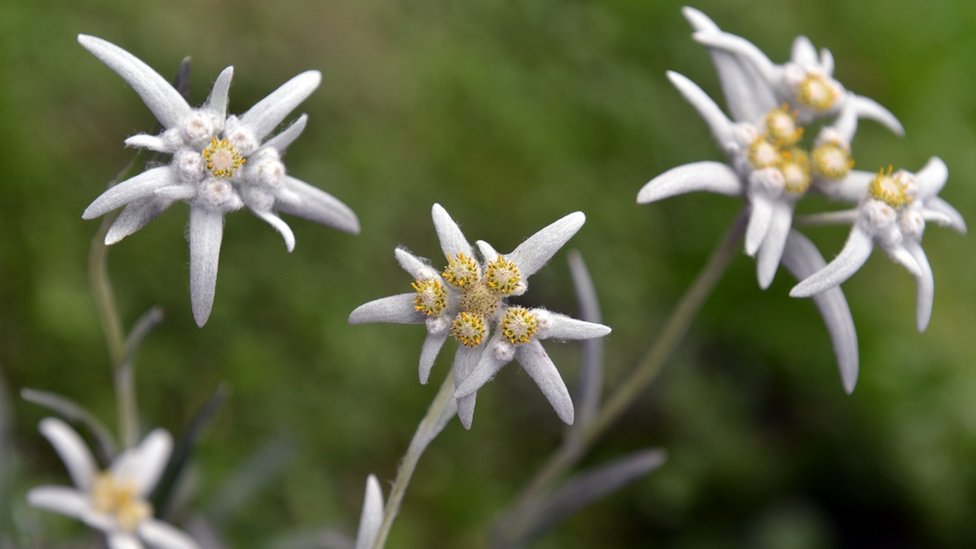 Edelweiss flowers (Leontopodium alpinum)