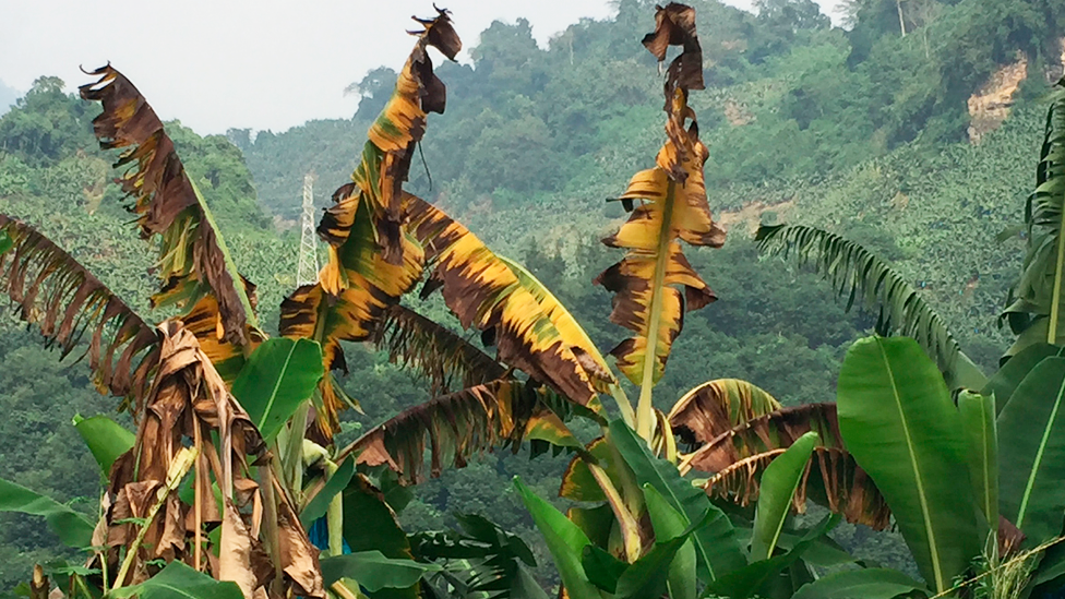 Plantas de banano infectadas por el hongo Fusarium oxysporum