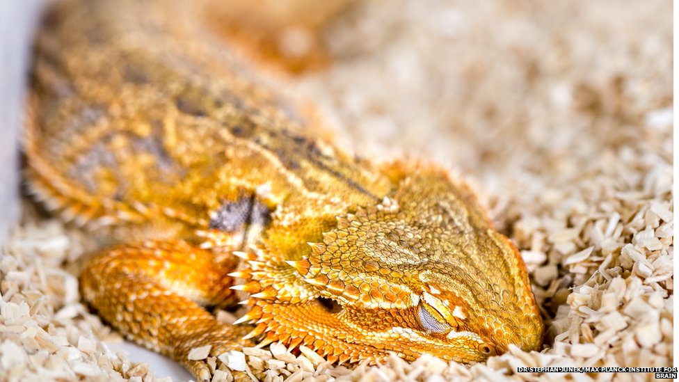 Спящий дракон (Pogona vitticeps)