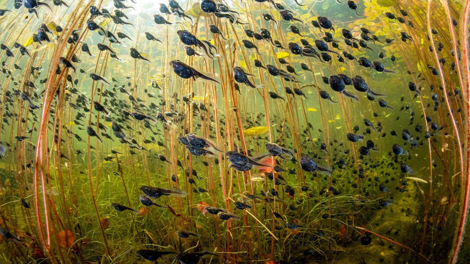 写真集 Wildlife Photographer of the Year 6冊 Wildlife Photographer of the Year 2022 – a peek at some of