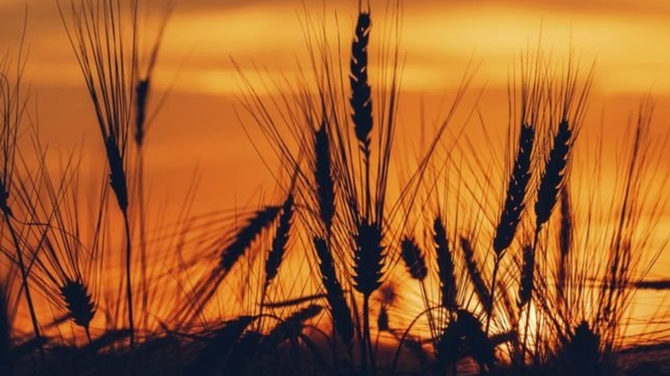 Plantaciones de trigo