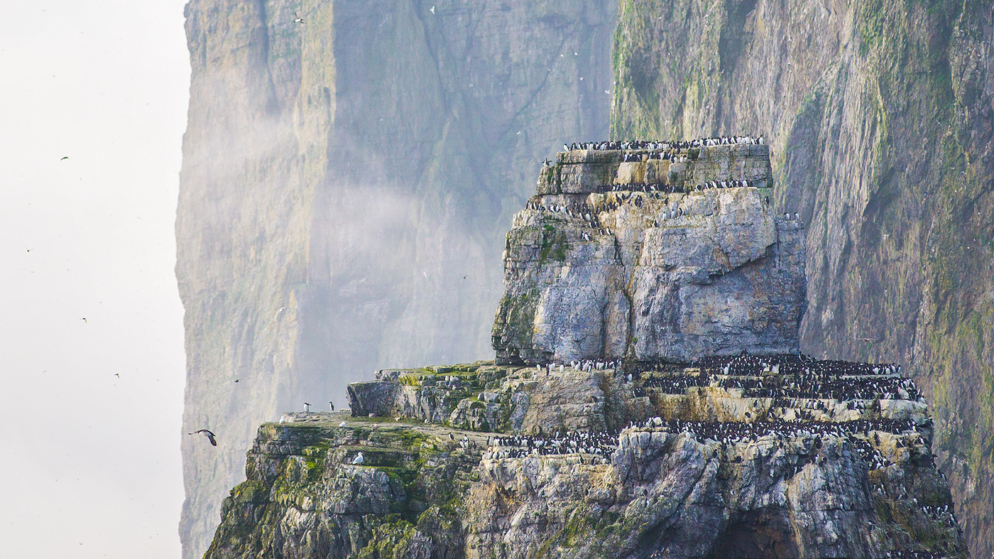 Flocks of birds on Bear Island taken during the Nature and Youth expedition in 2018