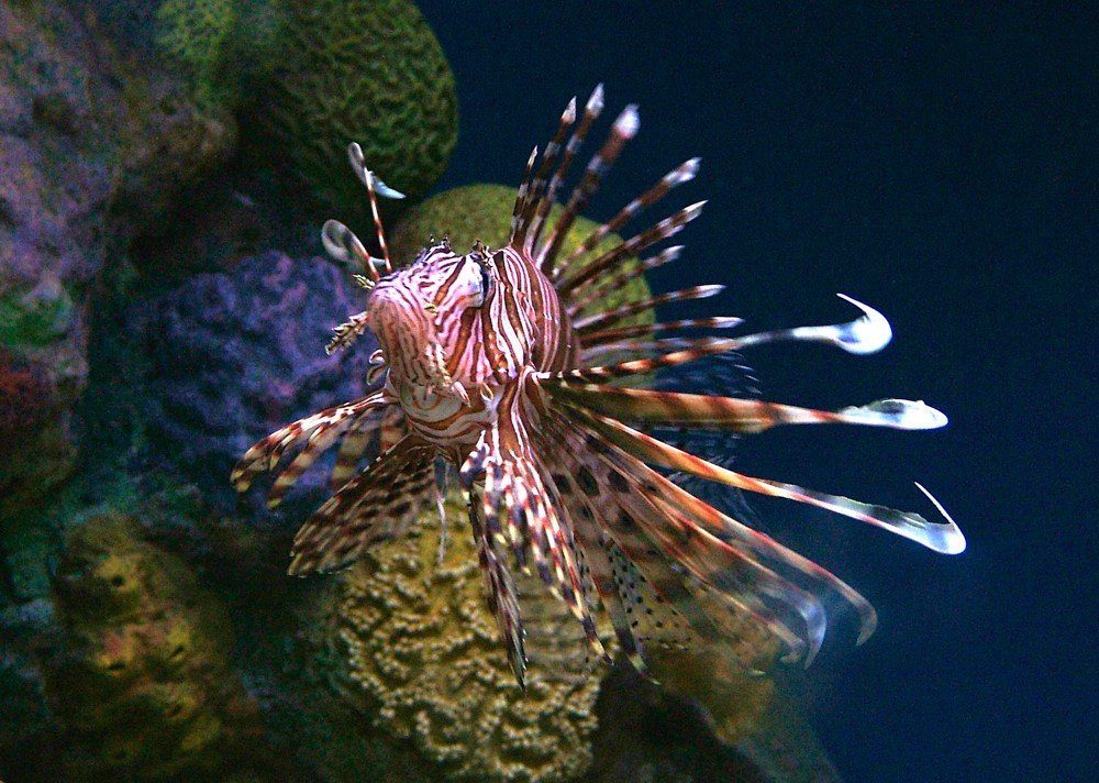 makhluk air, laut, ikan, Lionfish