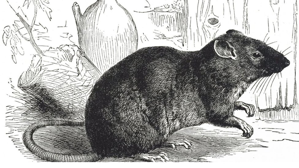tikus