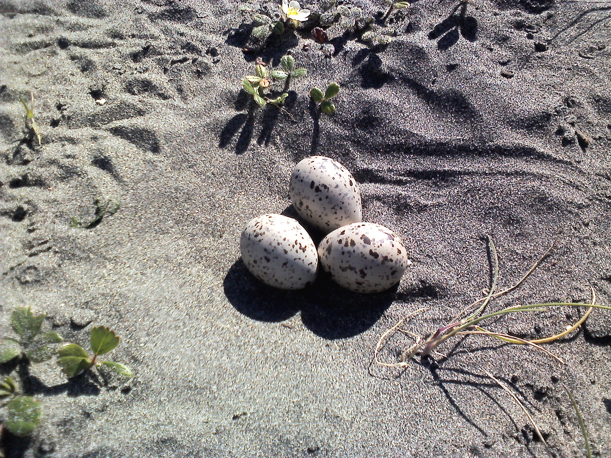 Huevos sobre la arena