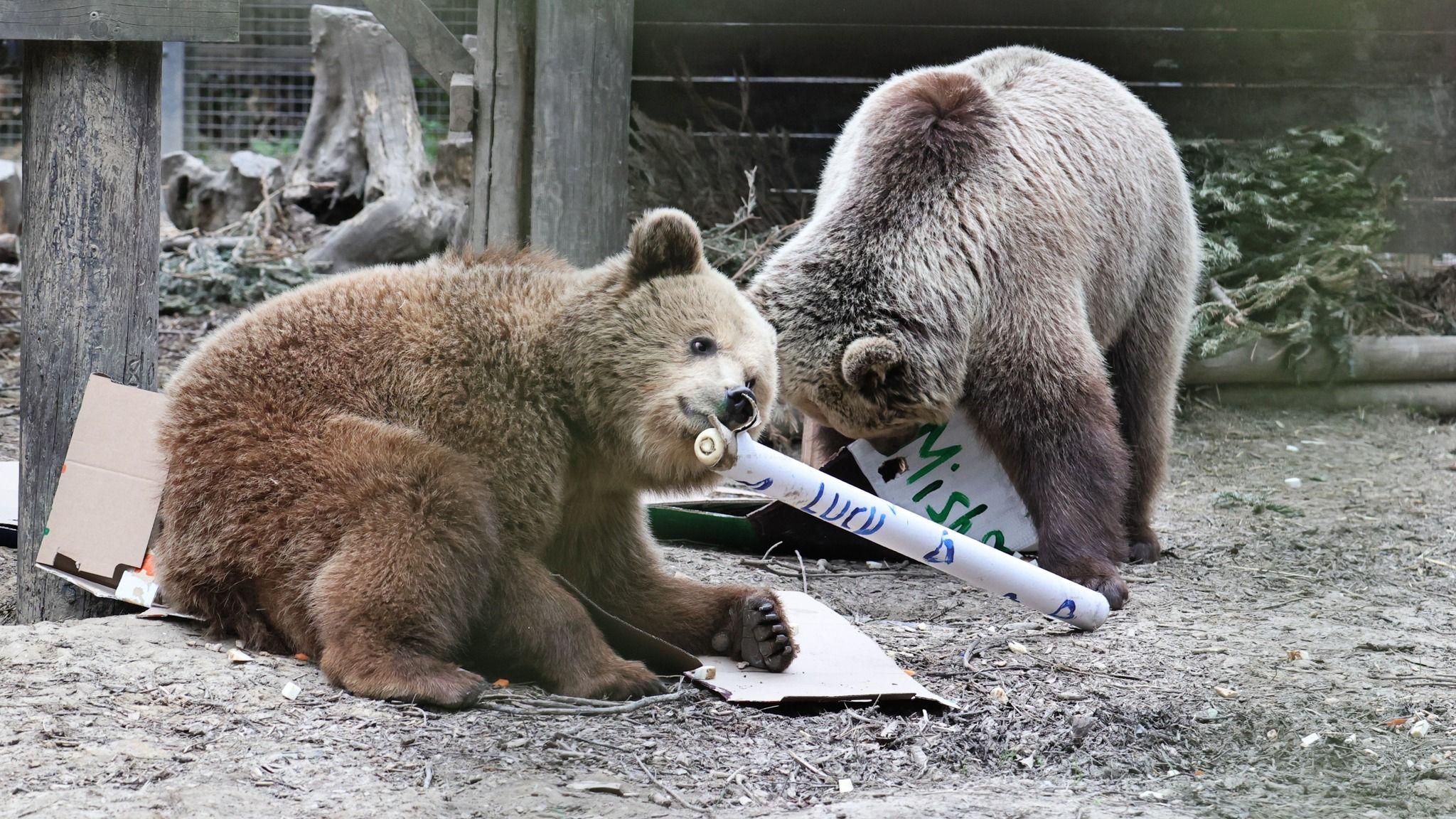 Wildlife park near Exeter evacuated after bears escape - BBC News