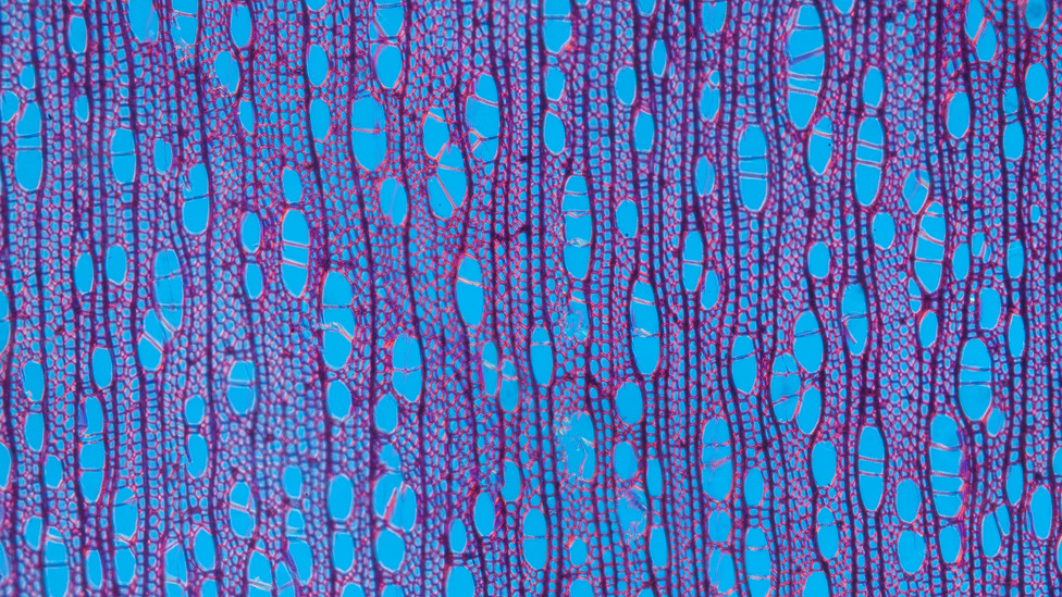 Madera del árbol aliso común bajo el microscopio. En la imagen pueden verse los poros que permiten transporte de fluidos.