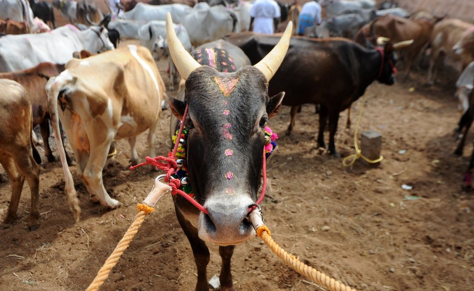 Индийский бык стоит в вольере перед началом Джалликатту, ежегодного ритуала боя быков, на окраине Мадурая 15 января 2017 года.