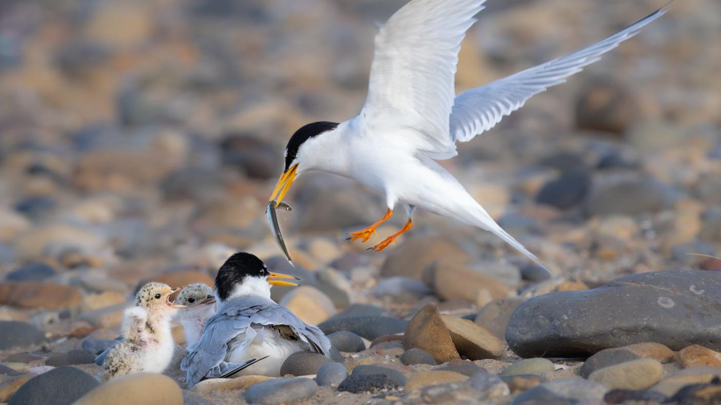 Fears dogs to blame for drop in Seaton Carew little tern numbers