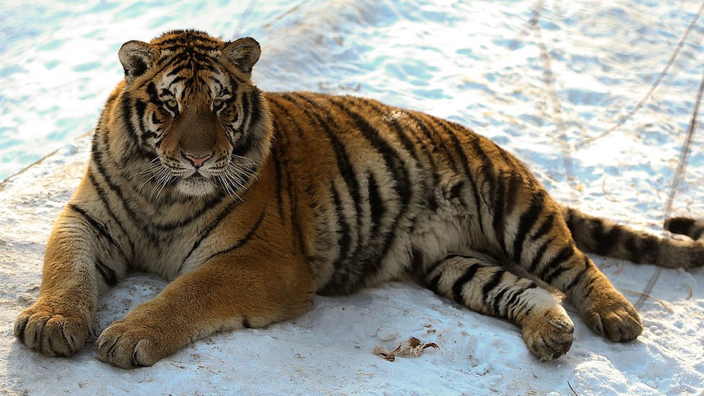 Visitor mauled to death by tiger in Ningbo zoo in China - BBC News