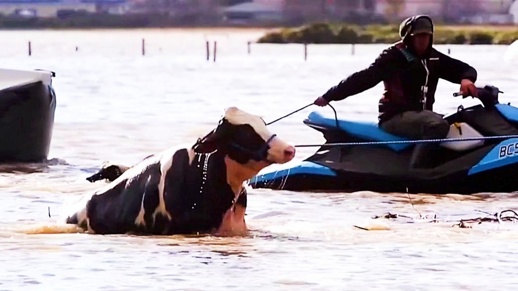 British Columbia storm: Cows rescued from storm floods by jet ski