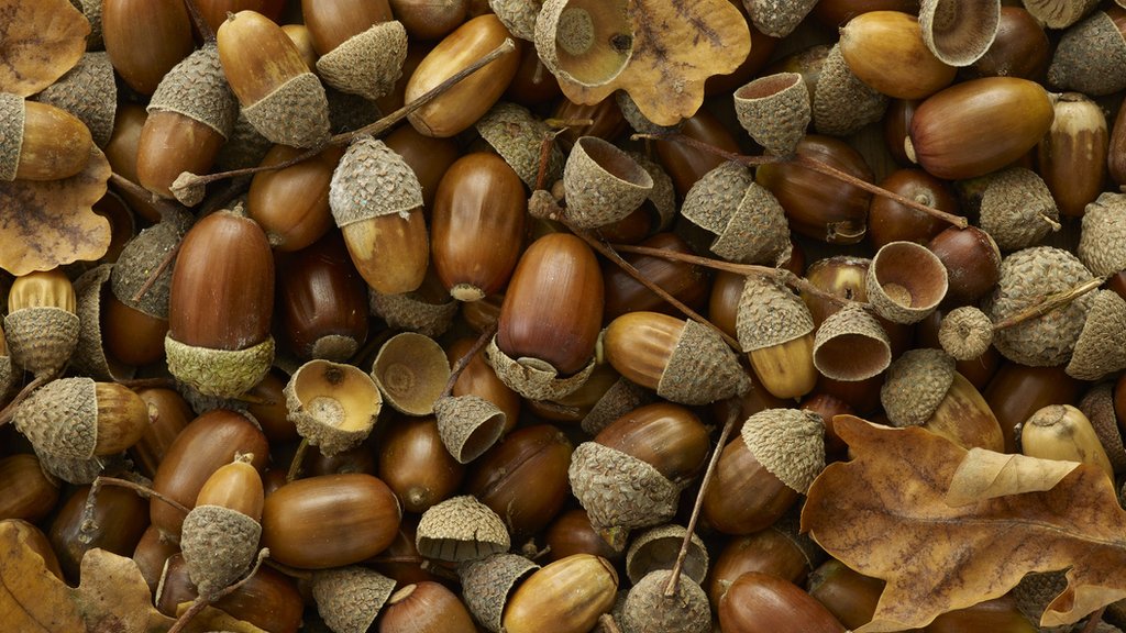 Climate change: Where are all the acorns this year? - BBC Newsround