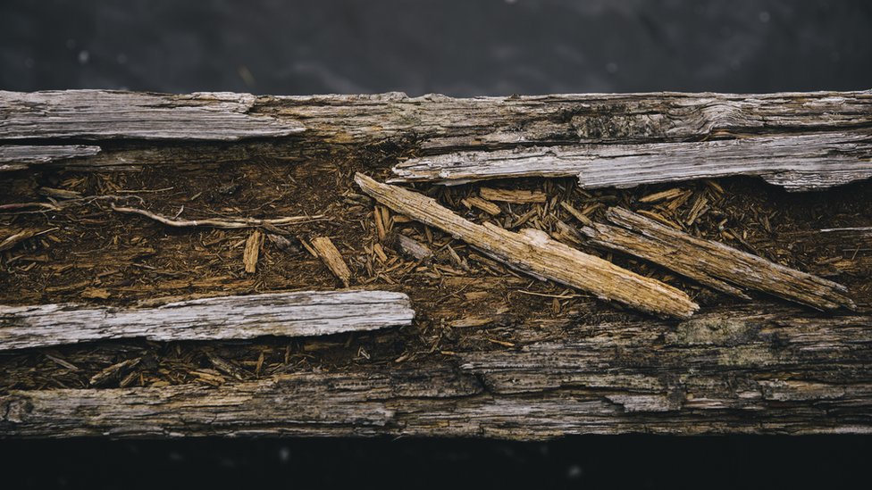 Снимок крупным планом гнилой деревянной балки в Данстон Стейтс