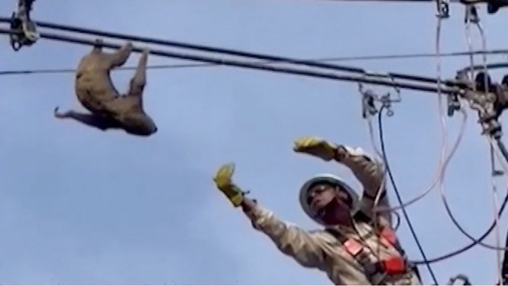 Watch: The moment a sloth was saved from electrical wires