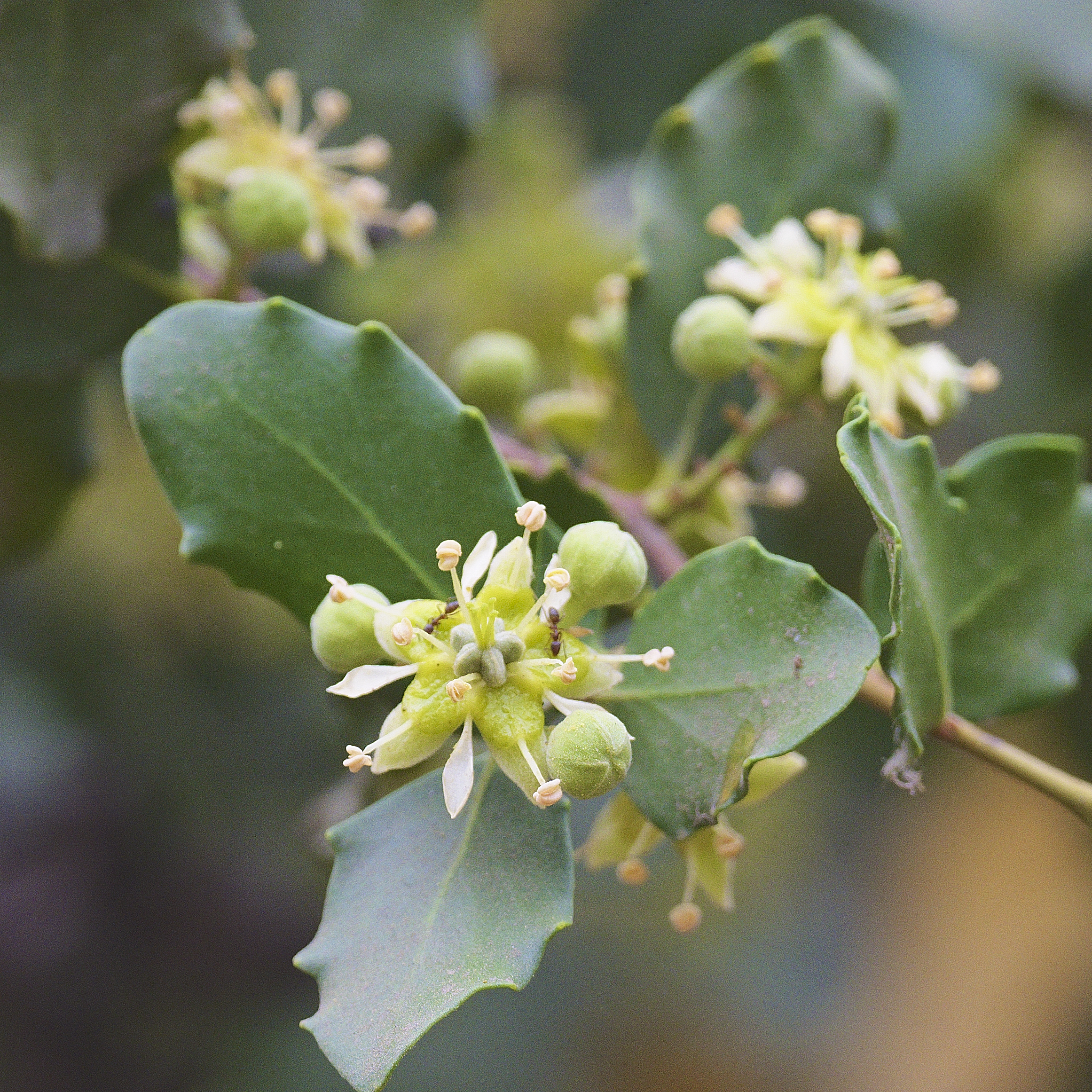 Flor y hojas del quillay chileno