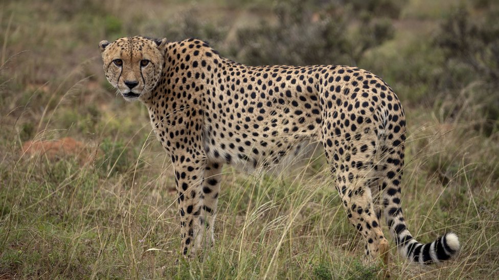 Back in the 1980s, Heeney identified a coronavirus that had jumped from domestic cats into cheetahs