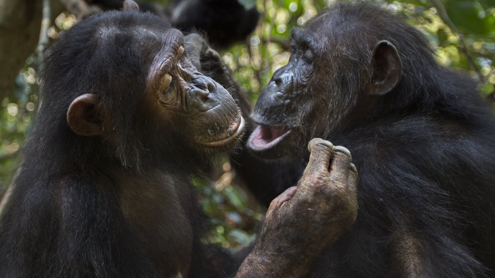 Уход за шимпанзе (c) Ануп Шах / SPL