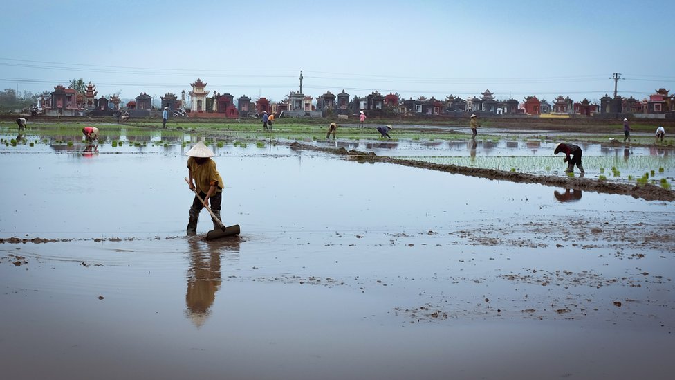 Cultivadoras en Tien Hai plantando semilleros de arroz.