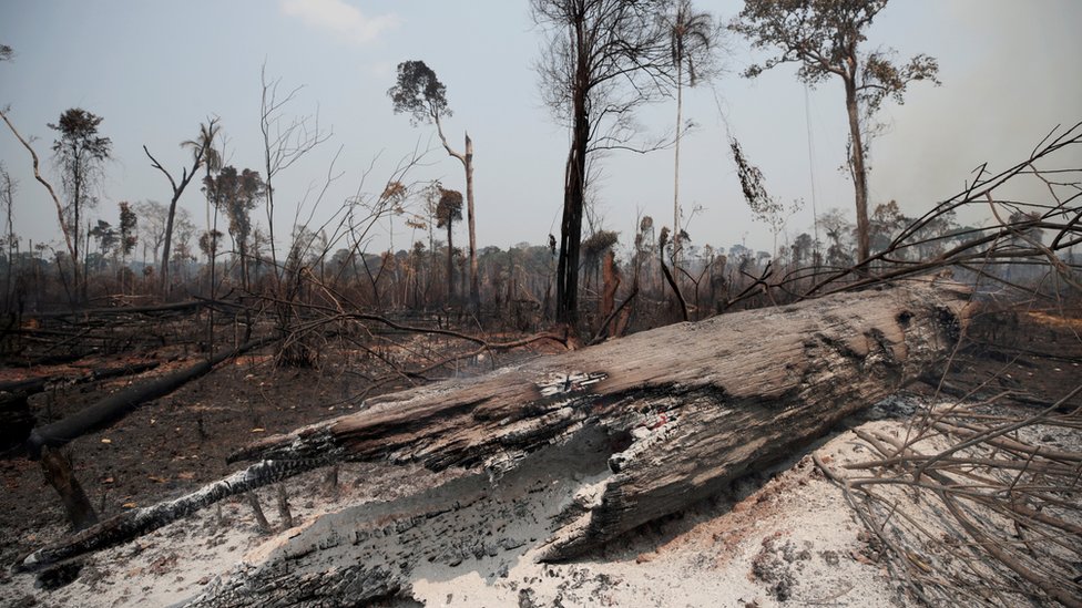 Troncos carbonizados en la selva amazónica, tras una quema hecha por leñadores y agricultores en Porto Velho, Brasil, 23 de agosto 2019