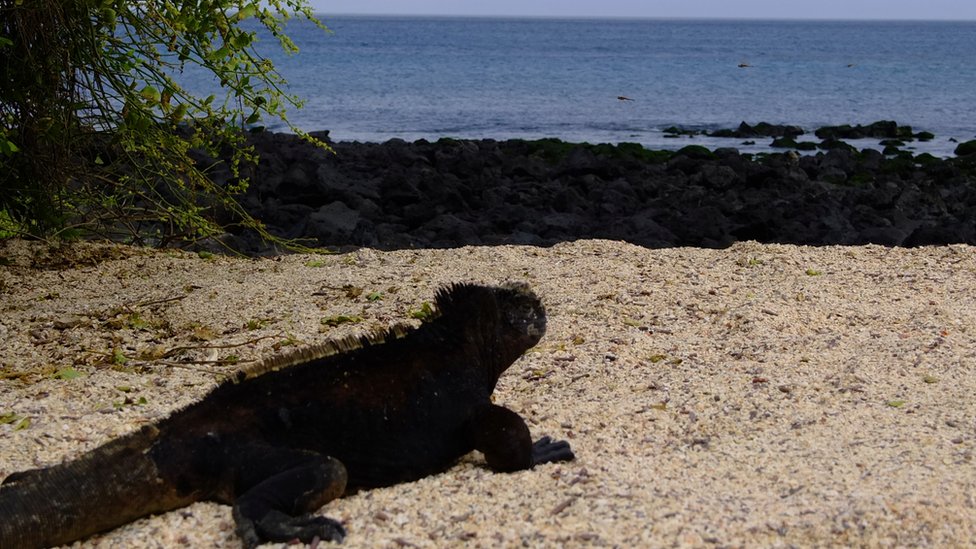 Iguana en una playa de Galápagos