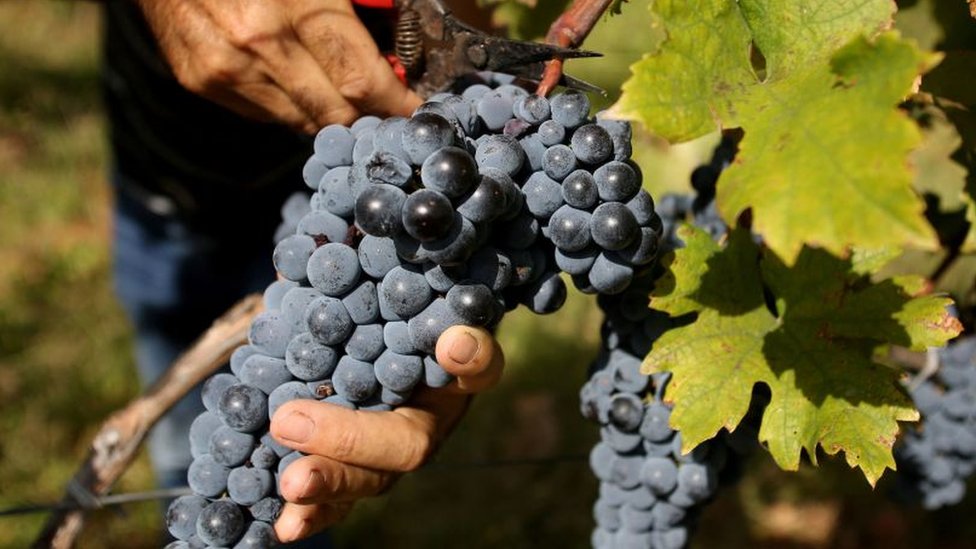 Poljoprivreda i alkohol: Svetska proizvodnja vina pada na najniži nivo od 1961.